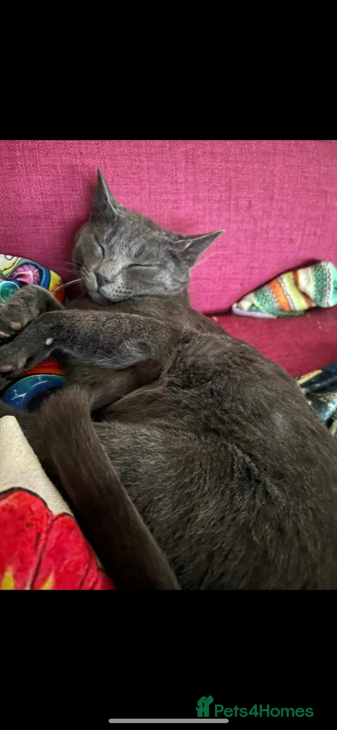 Mixed Breed cats for adoption: Super-cuddly, lively tripod looking for love - Advert 3