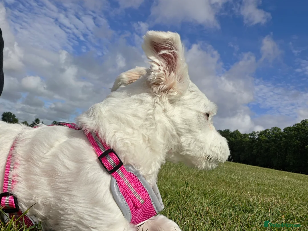 Maltese dogs for sale: 🐶 Sweet Maltese Female in Northampton - Advert 2