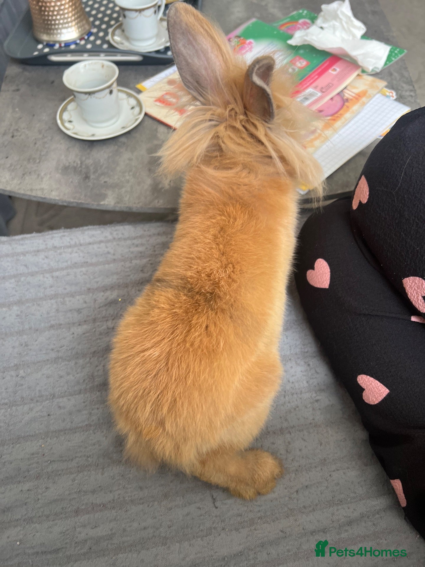 Mixed Breed rabbits New lionhead rabbits for sale  - Advert 3