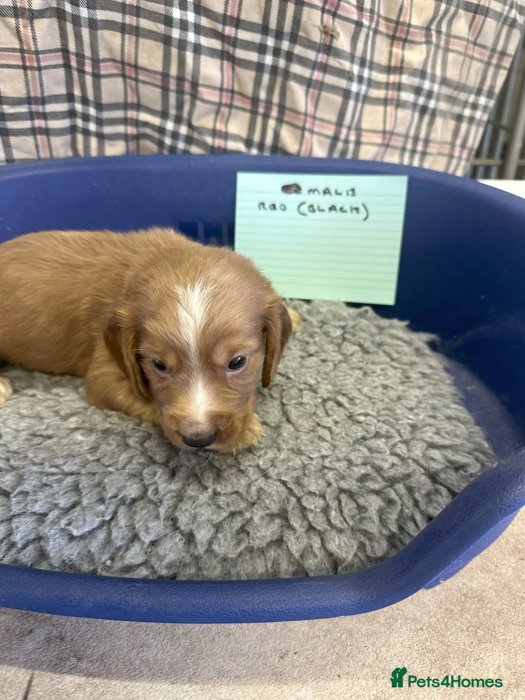 Cocker Spaniel dogs for sale: Two cocker spaniel litters - Image 22