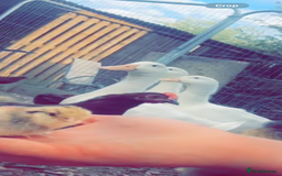 Ducks poultry for sale: Quartet of XL Aylesbury ducks  - Advert 1