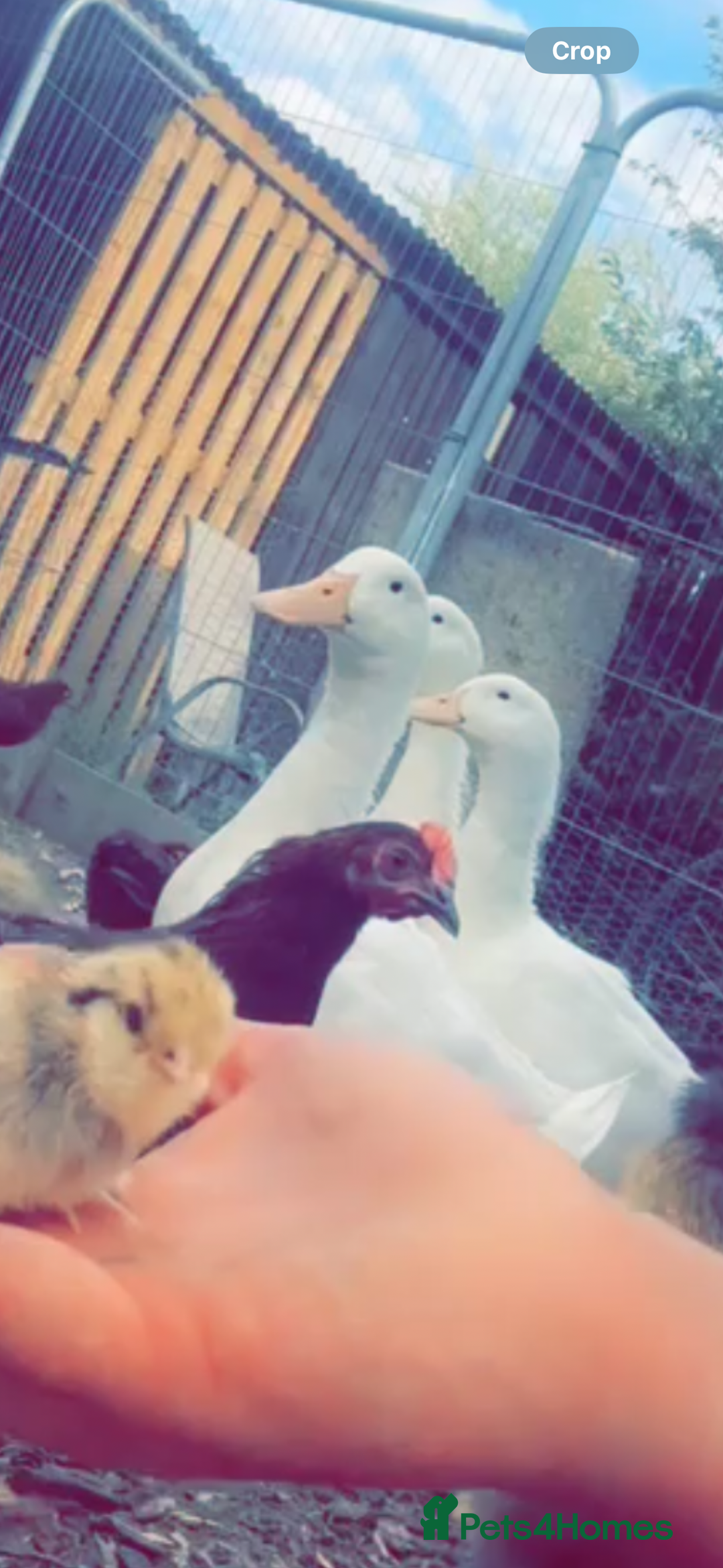 Ducks poultry for sale: Quartet of XL Aylesbury ducks  - Advert 1