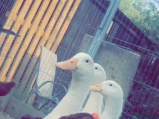 Ducks poultry for sale: Quartet of XL Aylesbury ducks - Advert 1