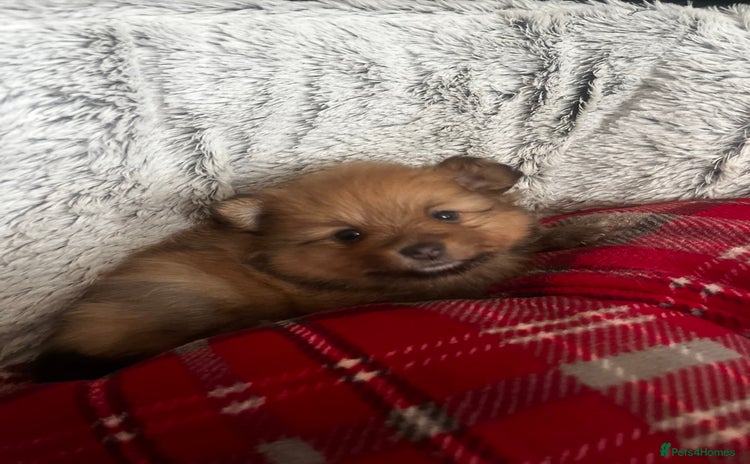 Pomeranian dogs - Advert 4
