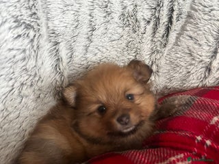 Pomeranian dogs - Advert 20