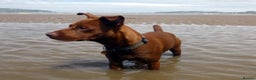 Patterdale Terrier dogs for stud: Stunning Red Patterdale Terrier, Derbyshire (Stud) in Alfreton - Advert 6