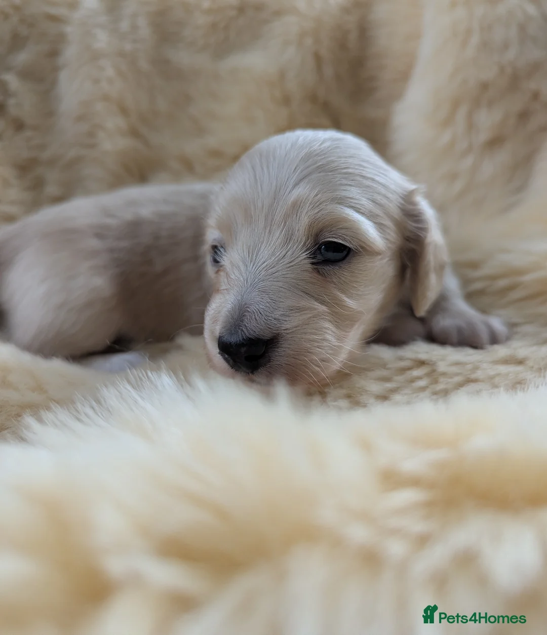 Miniature Dachshund dogs for sale: Long haired miniature Dachshunds  - Advert 2