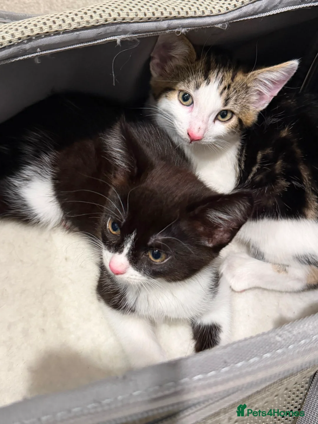 Mixed Breed cats for sale: RARE Adorable Mixed Tabby Kittens😍 in Derby - Advert 11