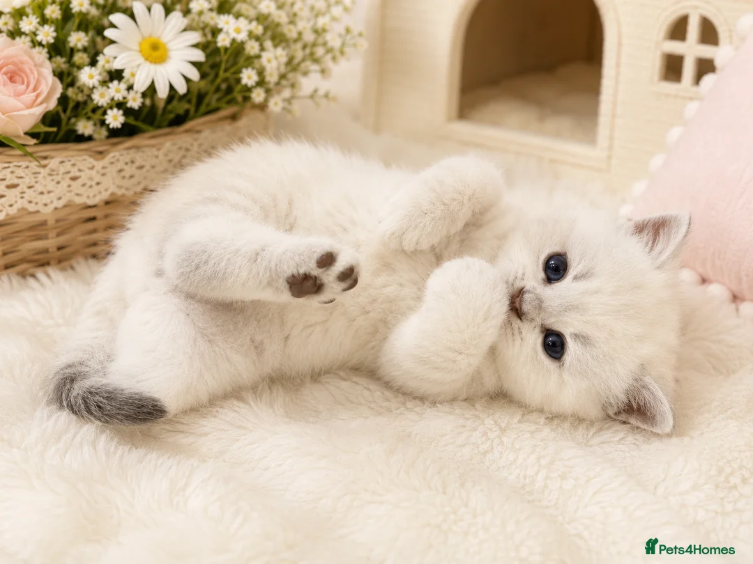 British Shorthair cats for sale: BSH Kittens - GCCF Registration Included - Advert 2