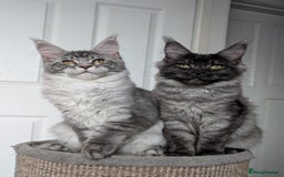 Maine Coon cats for sale:  LAST Black Smoke Maine coon girl available  - Image 9