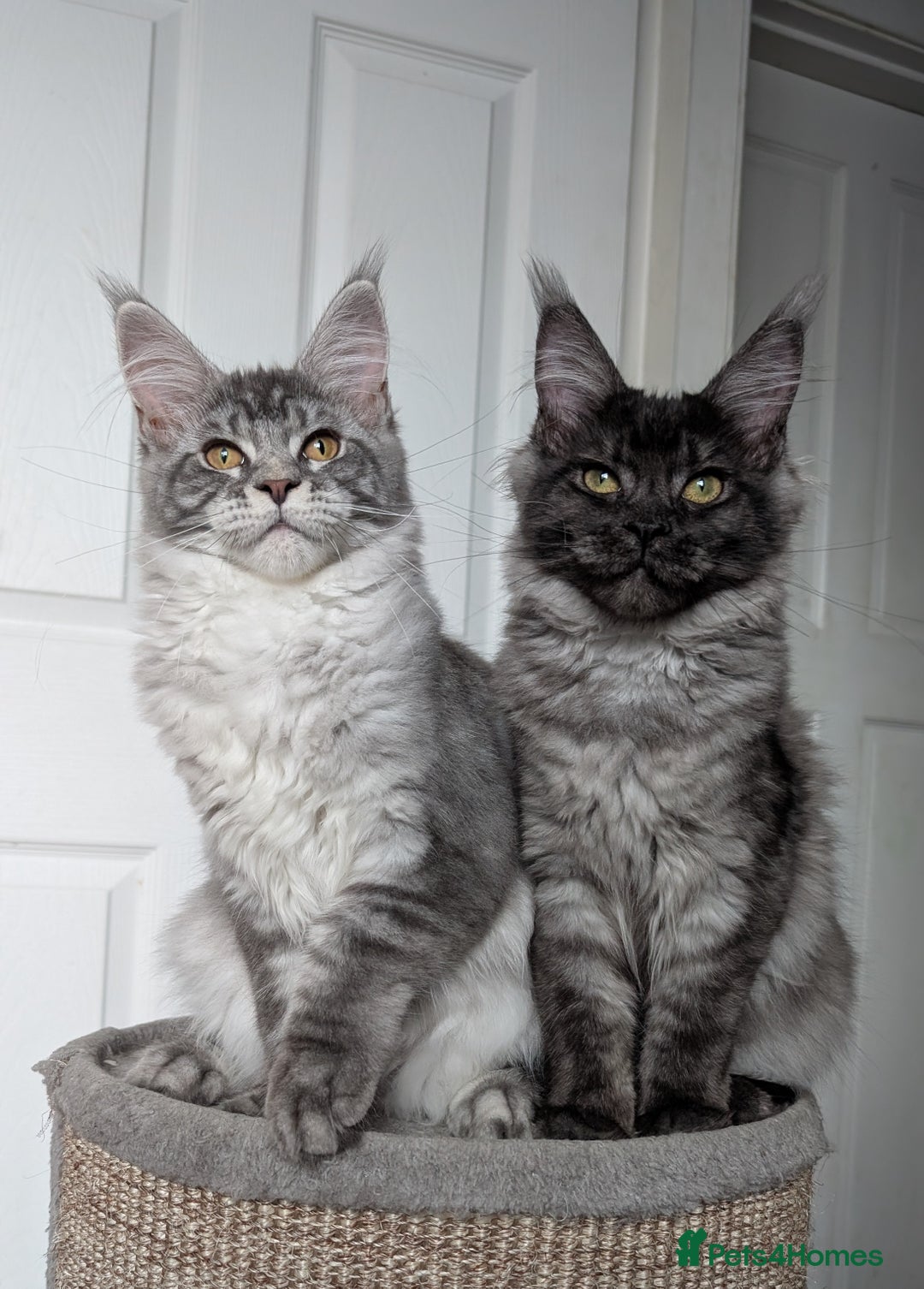 Maine Coon cats for sale:  LAST Black Smoke Maine coon girl available  - Image 9