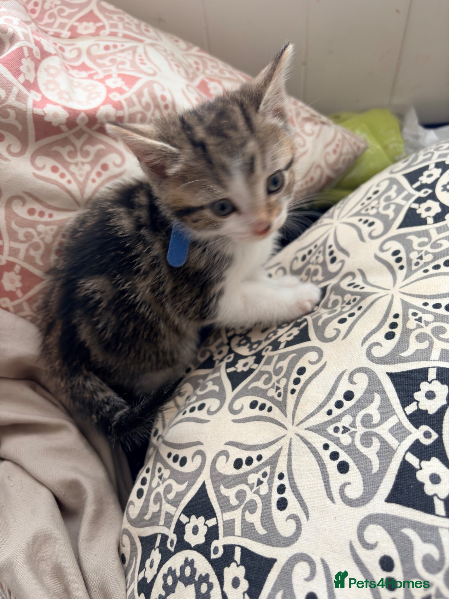 Mixed Breed cats 5 kittens for sale  - Advert 6