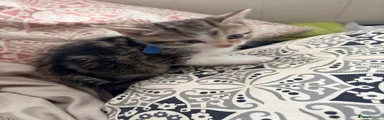 White and tabby blue collar