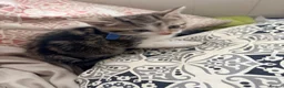 Mixed Breed cats for sale: 5 kittens for sale  - Advert 1