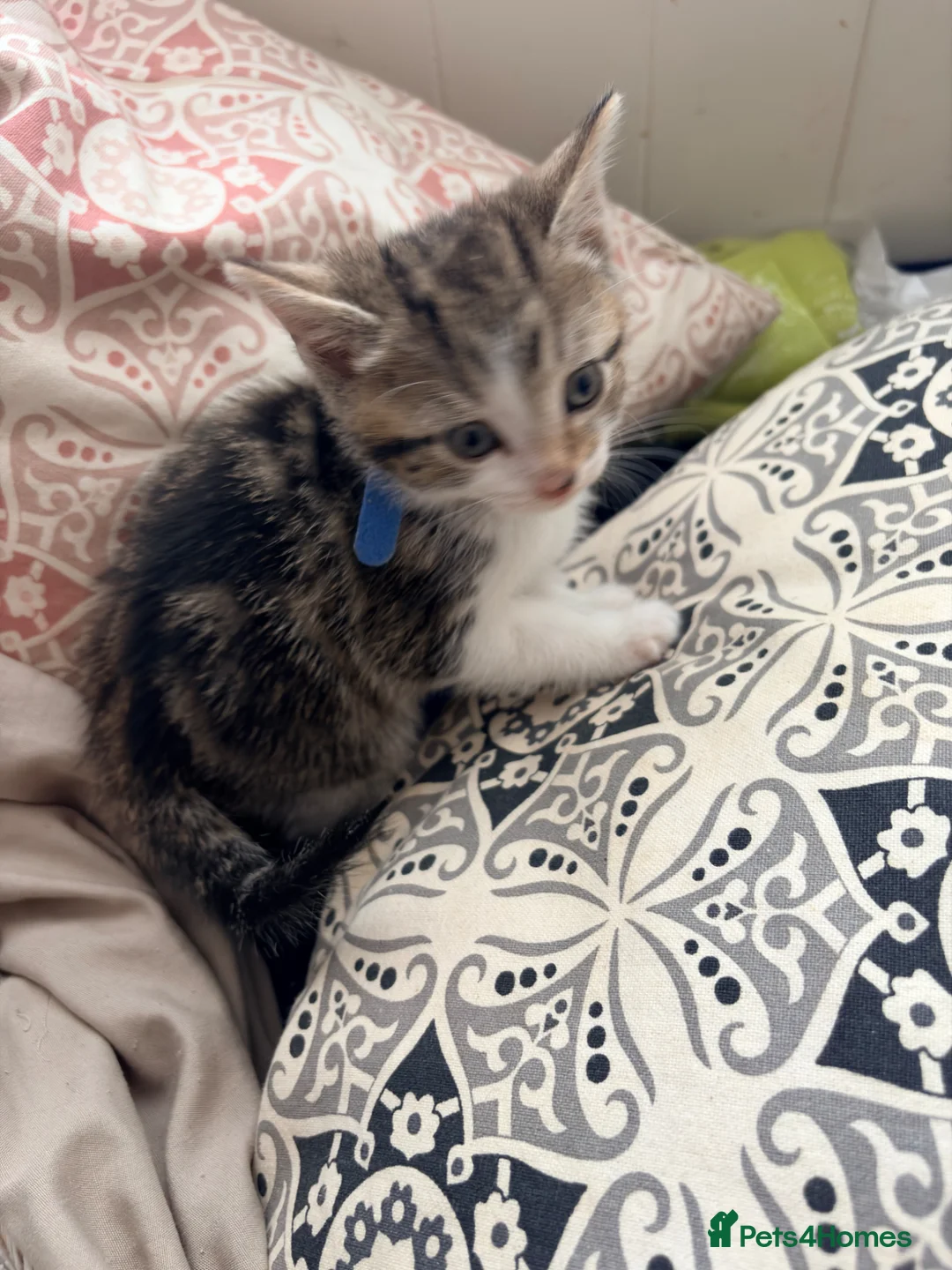 Mixed Breed cats for sale: 5 kittens for sale  - Advert 1
