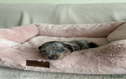 Dachshund dogs for sale: Beautiful Dachshund  - Image 5
