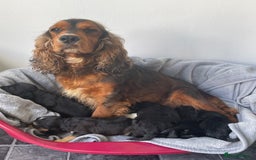 Cockapoo dogs for sale: 😍😍 F1 cockapoo puppies 😍😍 - Image 12