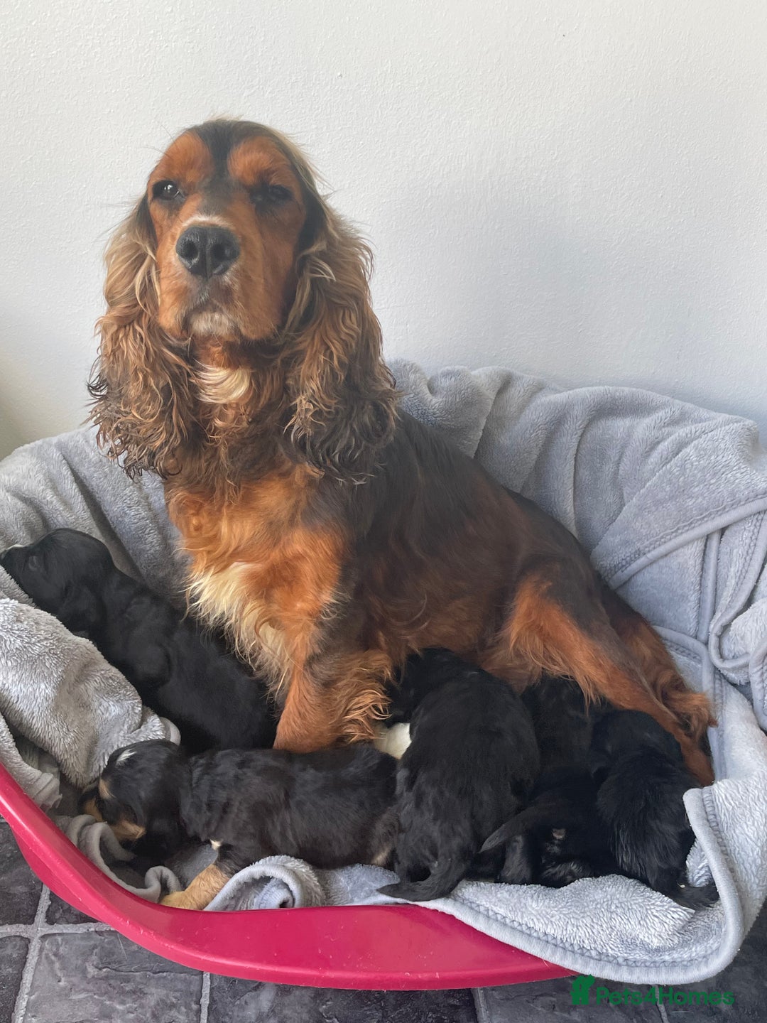 Cockapoo dogs for sale: 😍😍 F1 cockapoo puppies 😍😍 - Image 12