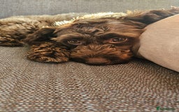 Cavapoo dogs for sale: Female cavapoo - Image 1