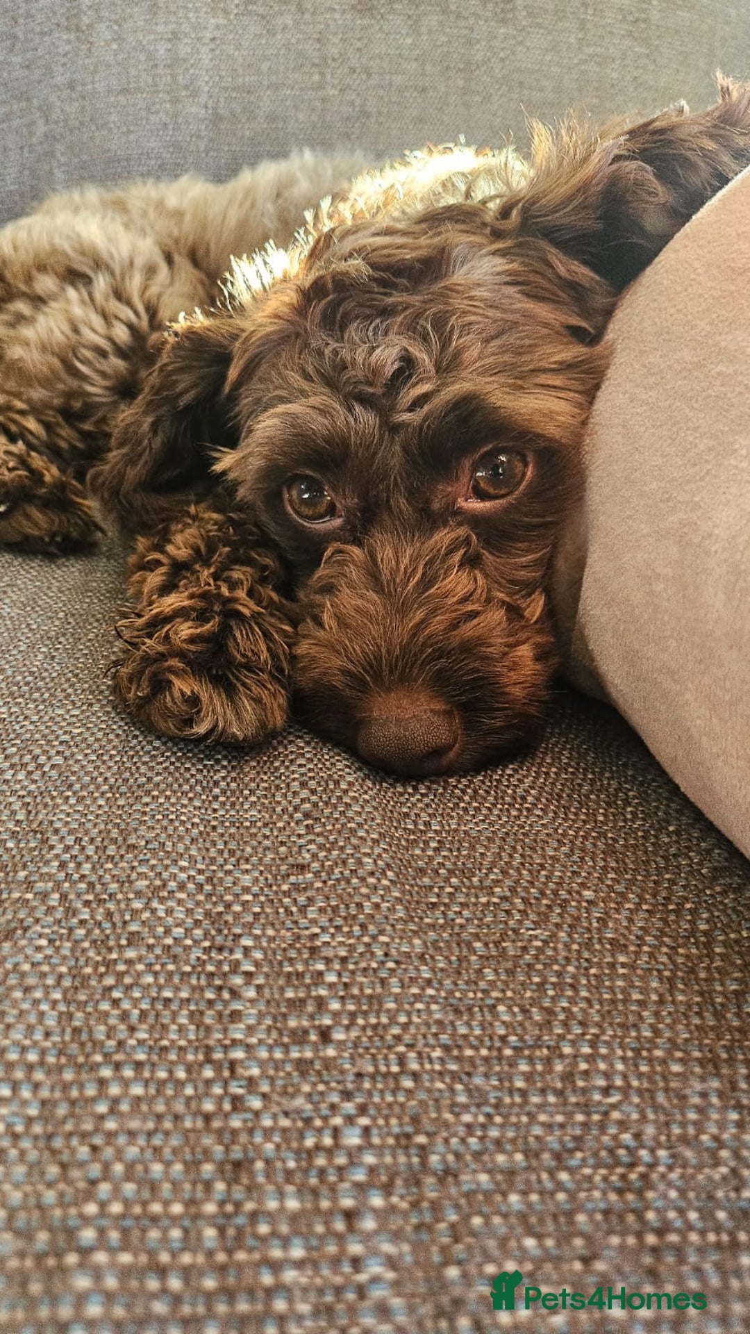 Cavapoo dogs for sale: Female cavapoo - Image 1