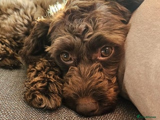 Cavapoo dogs for sale - Advert 1