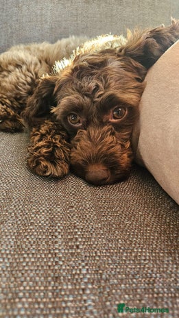 Cavapoo dogs - Advert 1