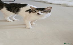 Mixed Breed cats for adoption: Muji - Affectionate and Chatty Boy - Image 8