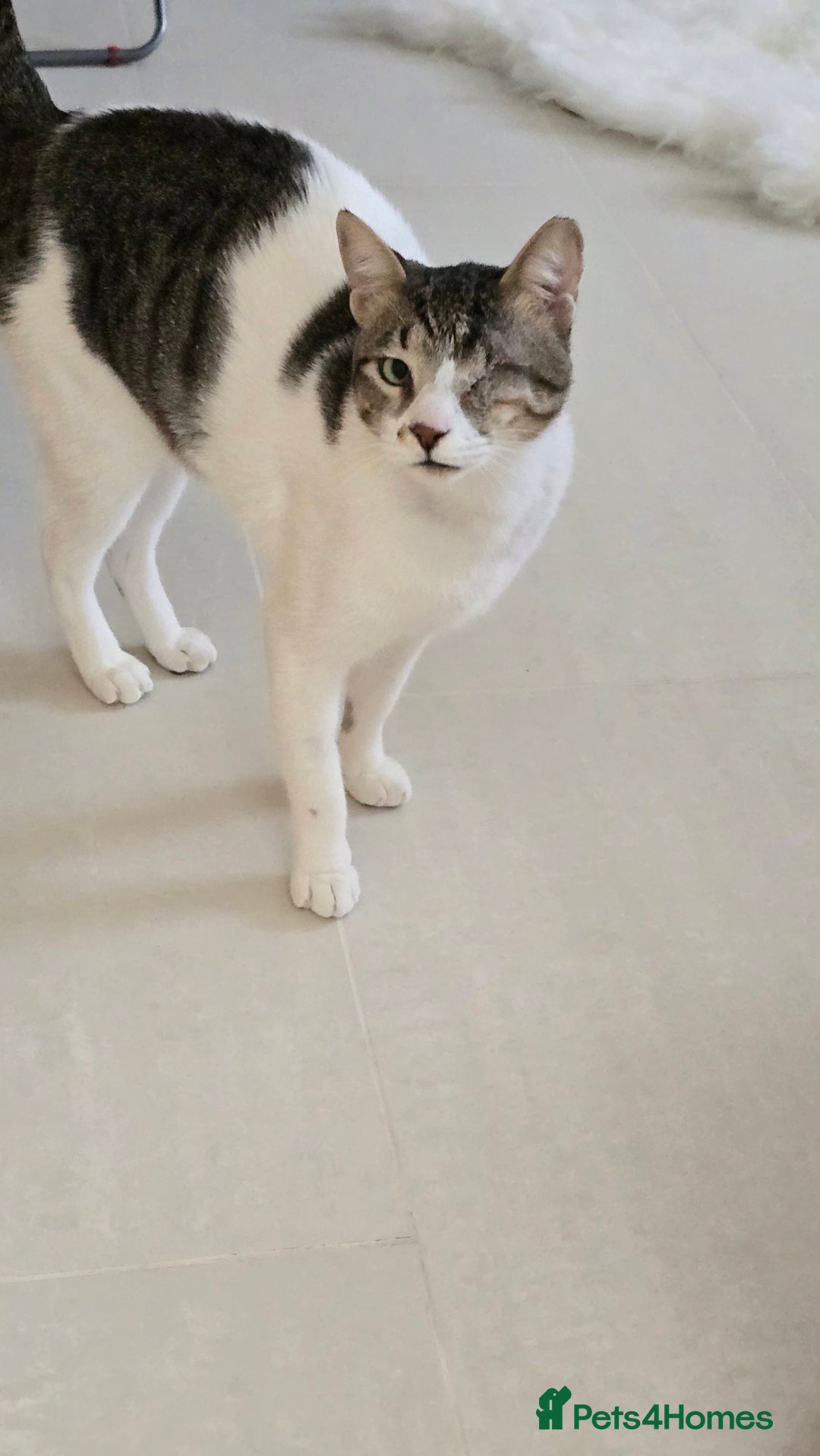 Mixed Breed cats for adoption: Muji - Affectionate and Chatty Boy - Image 8