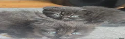 Scottish Fold cats for sale: Beautiful Scottish fold kittens readyto leave - Advert 5