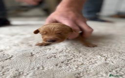 Labrador Retriever dogs for sale: Fox Red Labradors - Image 13