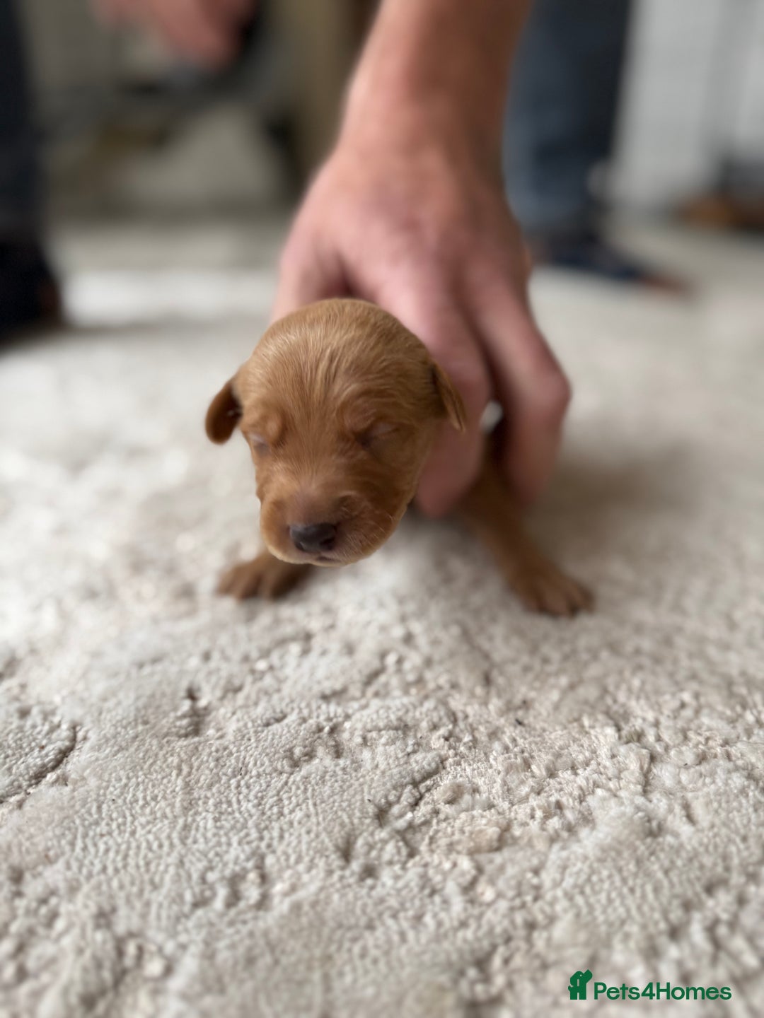 Labrador Retriever dogs for sale: Fox Red Labradors - Image 13