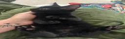 Domestic Shorthair cats for sale: Four beautiful kittens 9 weeks, READY TO GO! - Advert 21