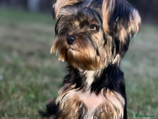 Yorkshire Terrier dogs Beautiful pure Yorkshire terriers puppy’s - Advert 1