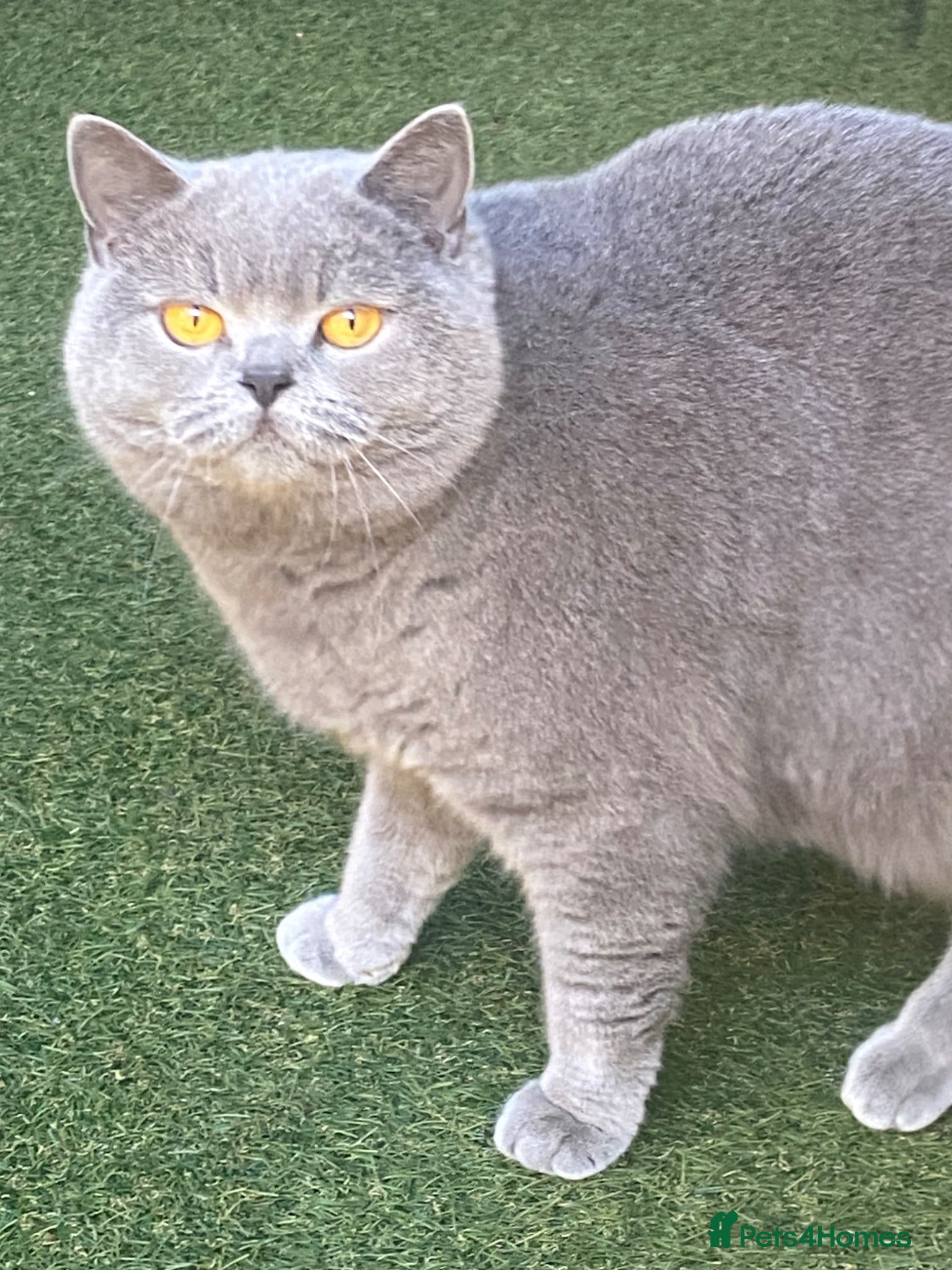 British Shorthair cats A Gccf Reg Blue BSH female - Advert 9