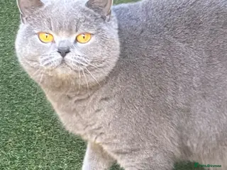 British Shorthair cats A Gccf Reg Blue BSH female - Advert 16