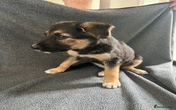 Mixed Breed dogs for sale: Belgian malinois x Anatolian shepherd mix pups 🐶  - Image 28