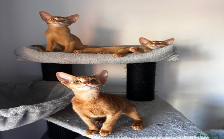 Abyssinian cats in Lincoln - Advert 2