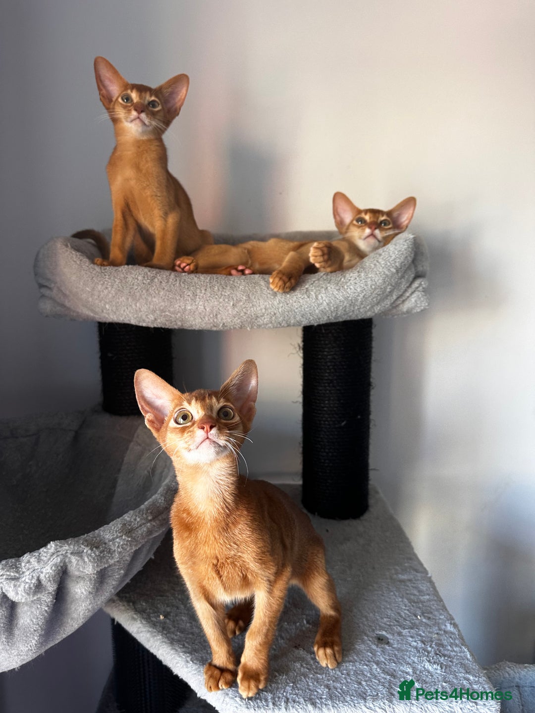 Abyssinian cats for sale: Available NOW 🤩Abyssinian kittens 😍 in Lincoln - Image 4