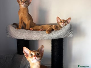 Abyssinian cats in Lincoln - Advert 2