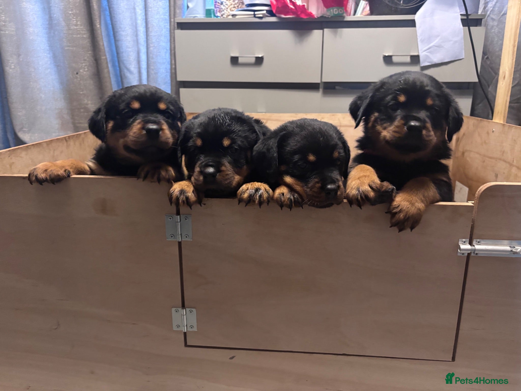 Rottweiler dogs ELITE KC REGISTERED GERMAN ROTTWEILER PUPPIES  - Advert 2