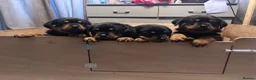 Rottweiler dogs for sale: ELITE KC REGISTERED GERMAN ROTTWEILER PUPPIES  - Advert 11