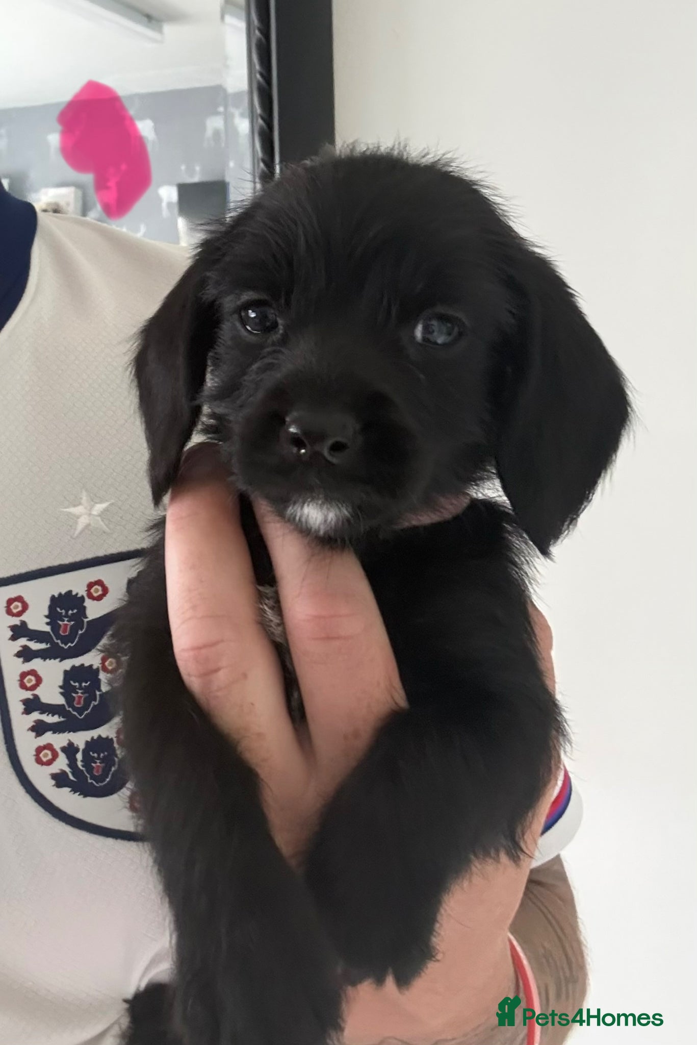 Mixed Breed dogs Cockapoo x Shih-poo puppies - Advert 16