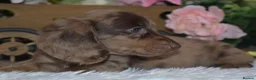 Miniature Dachshund dogs for sale: KC Miniature Dachshund Puppies - Advert 8