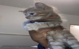 American Shorthair cats for sale: Cute kittens for sale - Image 6
