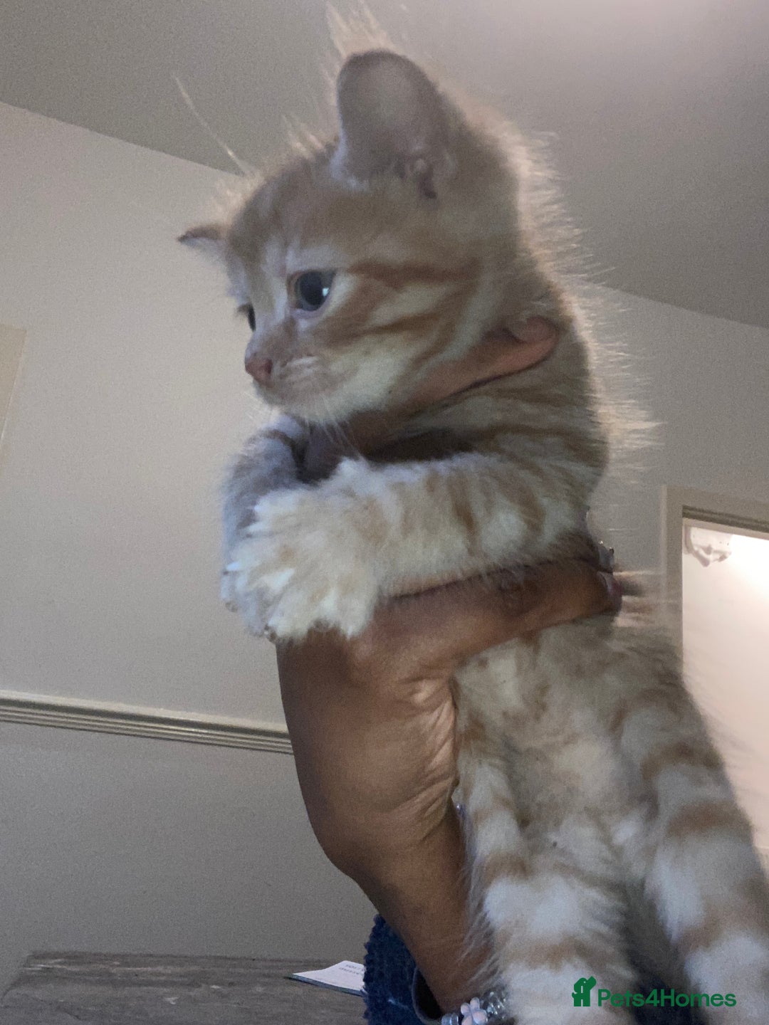 American Shorthair cats for sale: Cute kittens for sale - Image 6