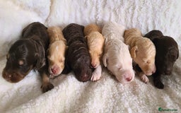 Cockapoo dogs for sale: F1b Cockapoos. Boys & Girls. DNA HEALTH TESTED - Image 1