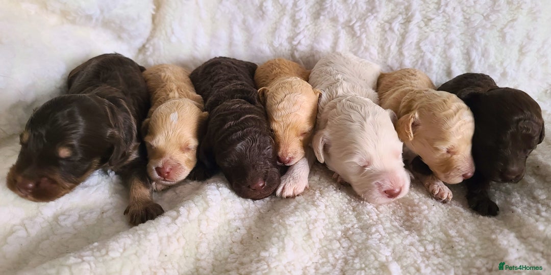 Cockapoo dogs for sale: F1b Cockapoos. Boys & Girls. DNA HEALTH TESTED - Image 1