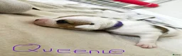 Mixed Breed dogs for sale: A* bulldog puppies 🐶 - Advert 18