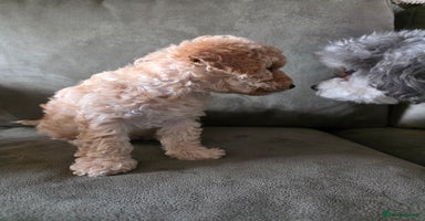 Cockapoo dogs - Advert 14