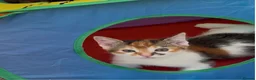 Mixed Breed cats for adoption: Adorable All Girl Kittens in Rainham - Advert 10
